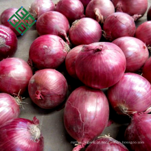 pequena cebola fresca da china